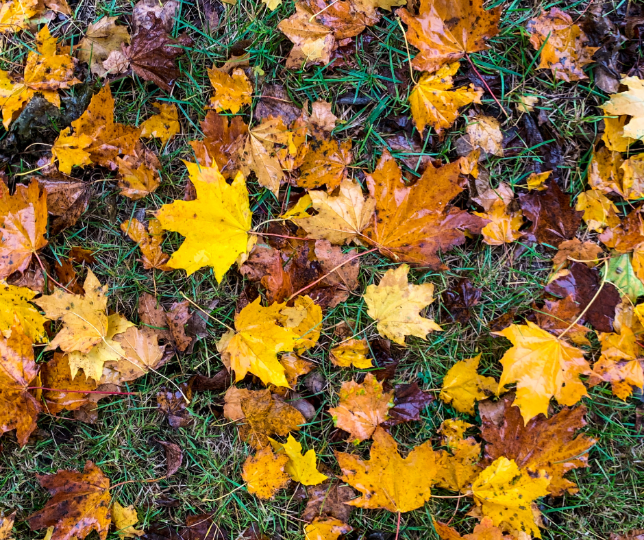 What S In Your Leaf Litter Butterfly Conservation